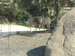 Oryx