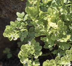Cryptogramma cascadensis