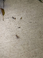 Scutigera coleoptrata