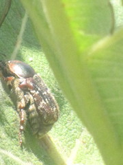 Euphoria leucographa