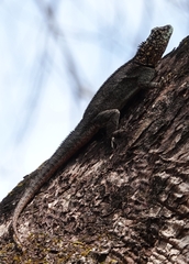 Tropidurus spinulosus