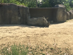 Rhinocerotidae