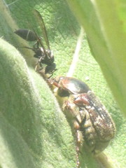Euphoria leucographa