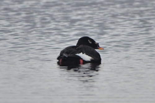 Negrón siberiano (Melanitta stejnegeri)