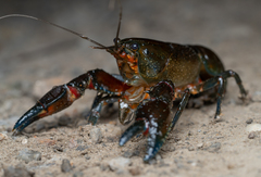 Euastacus yanga