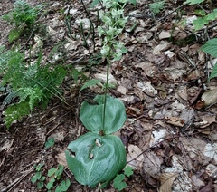 Platanthera macrophylla