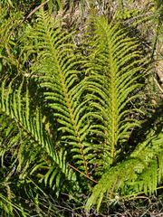 Neoblechnum brasiliense