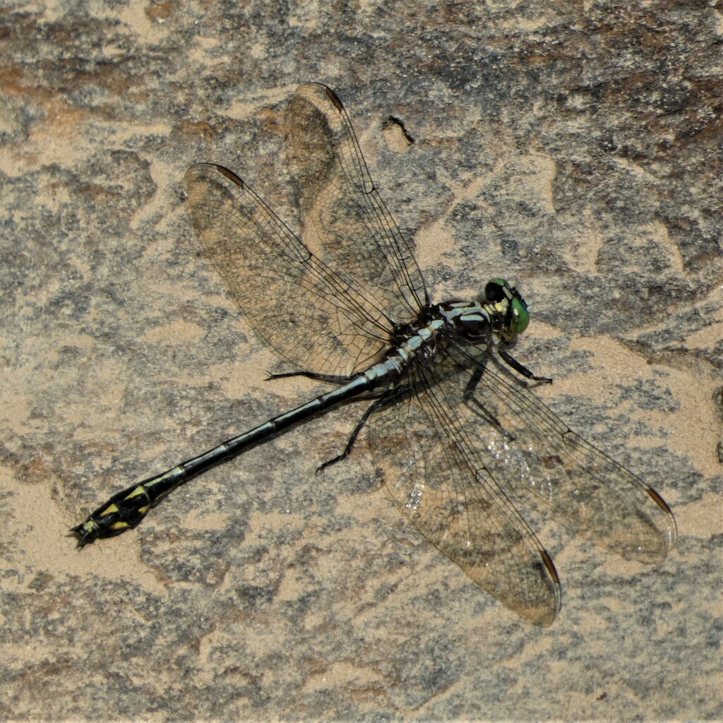 Black-shouldered Spinyleg