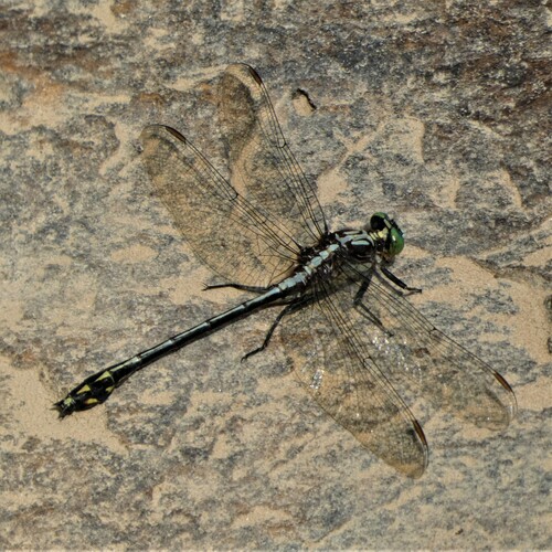 Black-shouldered Spinyleg photographed in West Virginia