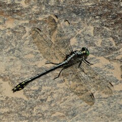 Black-shouldered Spinyleg
