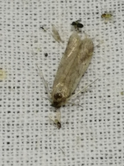 Euzophera cinerosella