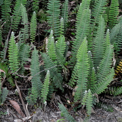 Pleopeltis lepidopteris