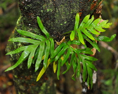 Pleopeltis pleopeltifolia