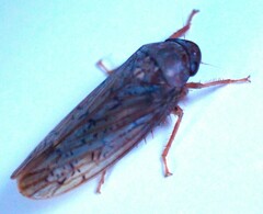 Ponana rubida