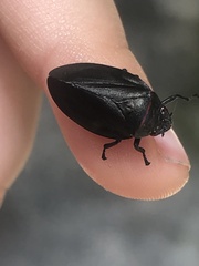 Prosapia ignifera