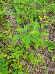 Doellingeria infirma