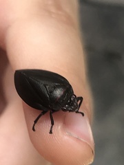 Prosapia ignifera