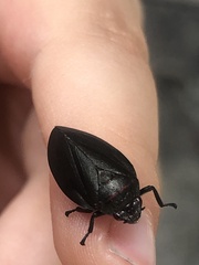 Prosapia ignifera