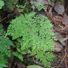 Adiantum raddianum