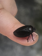 Prosapia ignifera