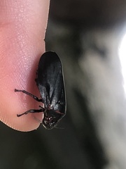 Prosapia ignifera