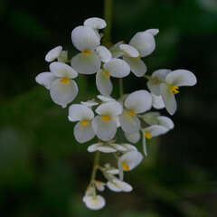 Begonia plebeja