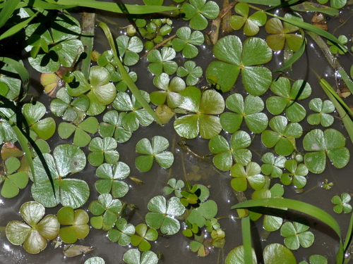 Image of Marsilea ancylopoda by (c) vinicius_s_domingues, some rights reserved (CC BY)