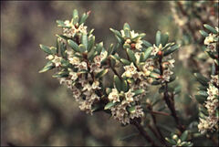 Acrothamnus montanus