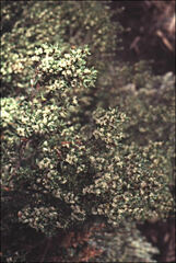 Acrothamnus montanus