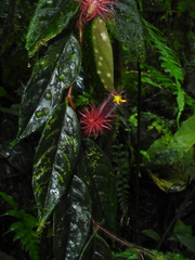 Columnea minor