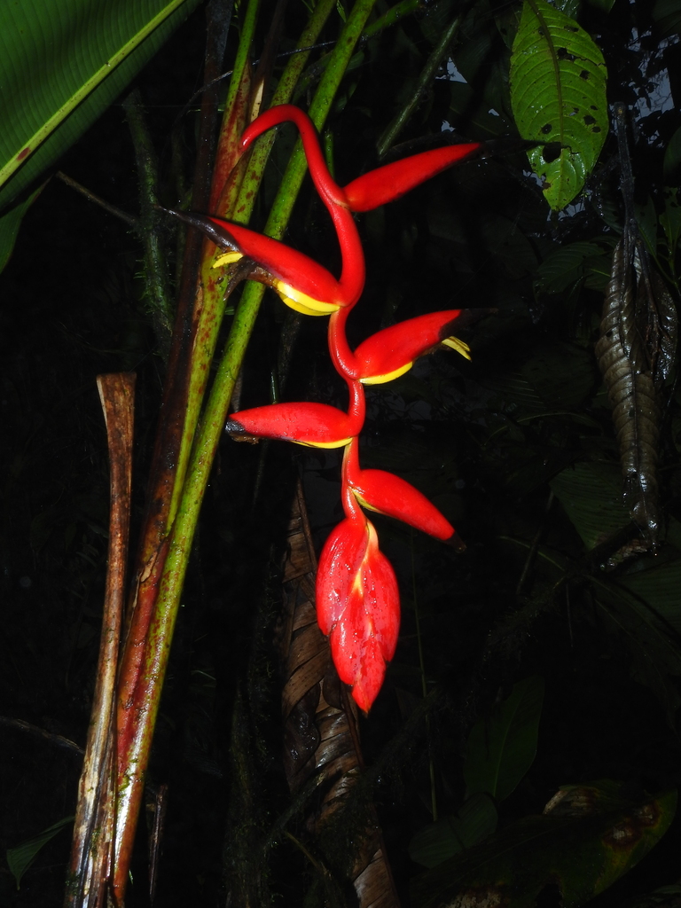 Heliconia fragilis