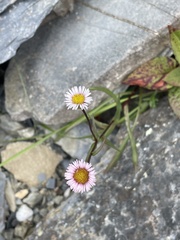 Erigeron morrisonensis