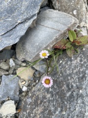 Erigeron morrisonensis