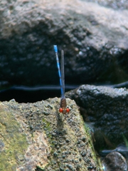 Argia oenea