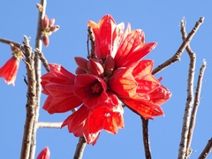 Brachychiton viscidulus