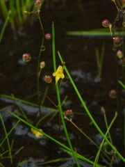 Utricularia pusilla