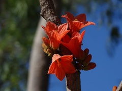 Brachychiton megaphyllus