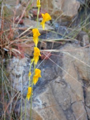 Utricularia odorata