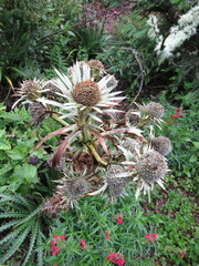Eryngium alternatum