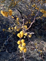 Vachellia caven