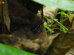 Epipedobates boulengeri