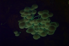 Favolaschia manipularis