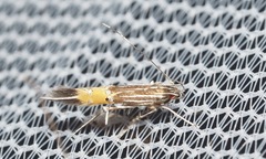 Cosmopterix dapifera