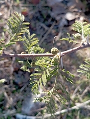 Vachellia caven