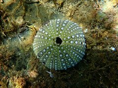 Strongylocentrotus purpuratus