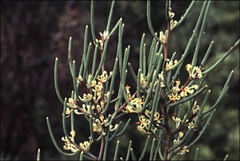 Hakea epiglottis