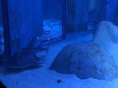 Rhynchobatus djiddensis