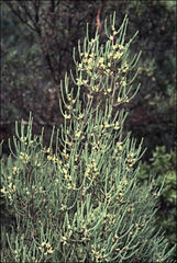Hakea epiglottis