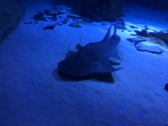 Rhynchobatus djiddensis