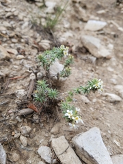 Leptosiphon nuttallii pubescens